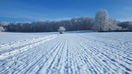 Fototapeta na wymiar Baum im Schnee auf Feld