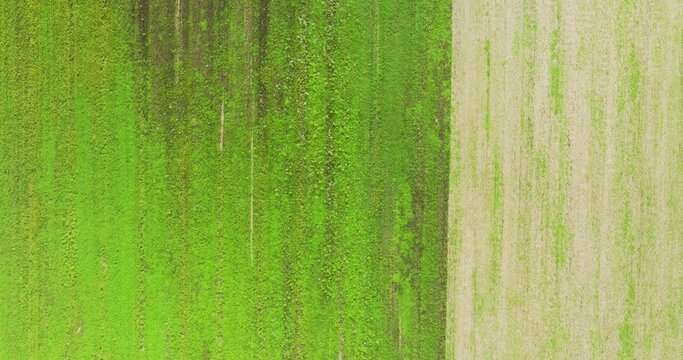 Abstract aerial top view of meager green fields, Beek, Montferland, Gelderland, Netherlands.