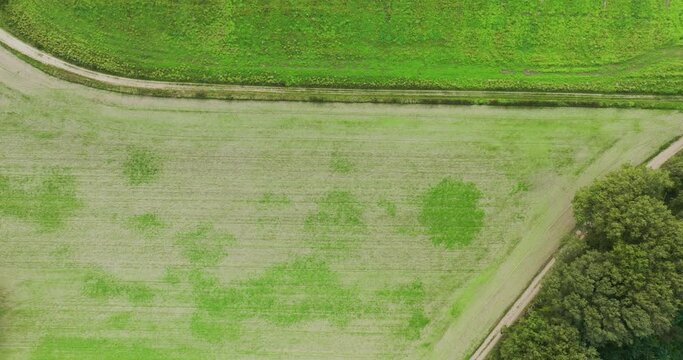 Abstract aerial top view of meager green fields with tree, Beek, Montferland, Gelderland, Netherlands.