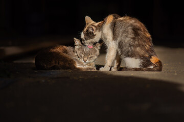 Two homeless cats touchingly care for each other and lick each other. Touching pair of homeless wild sad cats. - obrazy, fototapety, plakaty