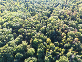 Wald von oben