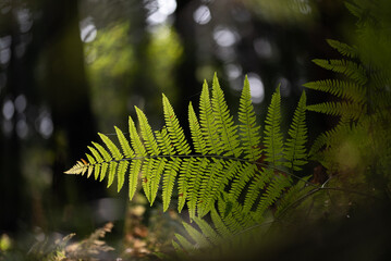 Paprotka w lesie podświetlona słońcem © Elżbieta Kaps