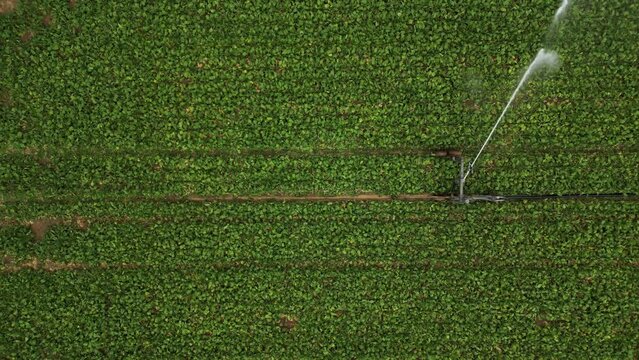 Aerial view of a sprinkler in a field in countryside at sunset, Jouy-en-Pithiverais, Loiret, France.