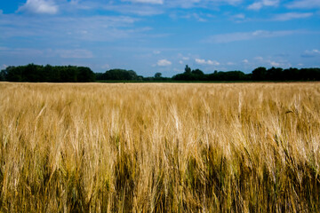 Wheat field in summer in South Hungary
