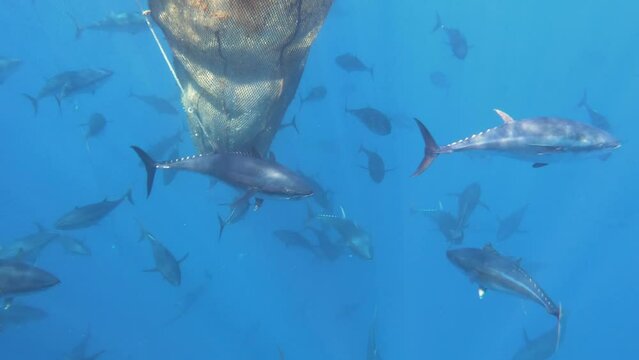 Slow motion of bluefin tuna farm fish swim in mediterranean sea, Malta