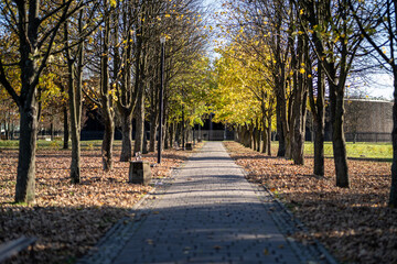 Ścieżka w parku jesienią