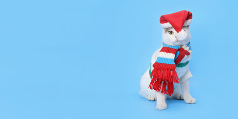 Studio portrait of a white Cat  against a blue background. Funny cat wearing warm sweater scarf and Santa Claus xmas red cap. Place for text. Beautiful Cat ready for cold winter. Happy New Year