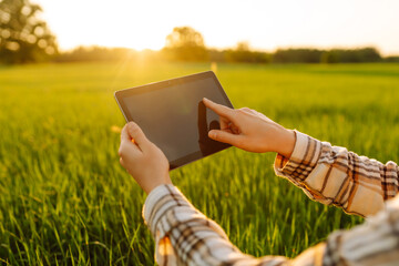 Experienced woman farmer with a digital tablet in her hands on a green wheat field. A young woman agronomist checks the growth of the crop. Concept of gardening, ecology. - obrazy, fototapety, plakaty