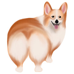 corgi_auranichy