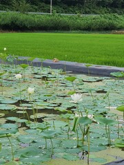 water lilies in the pond