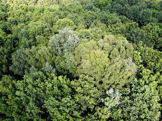 Beautiful dense forest, top view. The tops of a variety of trees.