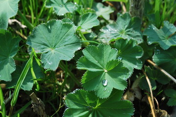 Plants