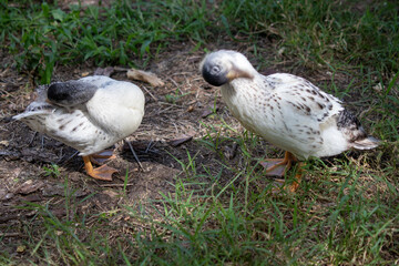 Group of Bantam baby chicks in the yard
