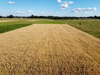 Fototapeta premium Ripe cereals on a farm field in summer, top view. Clear blue sky over the fields, landscape from a bird's eye view.