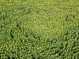 Sunflower field on a sunny day, aerial view. Farm field planted with sunflowers, agricultural landscape.