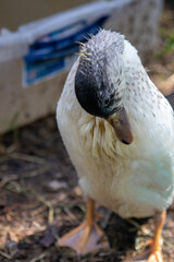 Group of Bantam baby chicks in the yard