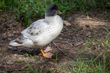 Group of Bantam baby chicks in the yard
