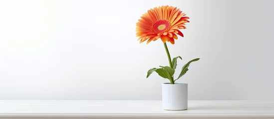 Zelfklevend Fotobehang On a white background a colorful vertical gerbera flower is isolated and displayed in a pot showcasing its vibrant orange petals against the backdrop of a natural scenery © TheWaterMeloonProjec