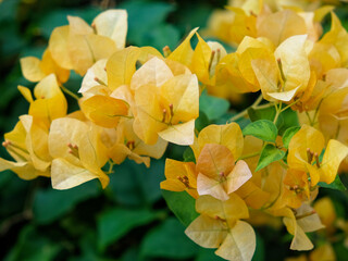 A detailed shot captures the brilliance of orange bougainvillea blooms against a backdrop of flourishing green leaves.