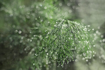 Close-up of water droplets on dill. Drops of dew in the morning shine in the sun. Macro photo Dill in the morning. Shiny twig. Bokeh light. Shiny background. Glitter effect. Glint sphere. Copy space.