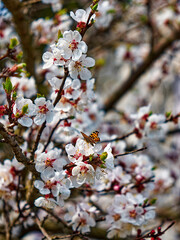 A splendid scene unfolds as a butterfly, with its vibrant orange wings, contrasts beautifully against the backdrop of white and pink apricot blossom flowers in full bloom on a tree branch.