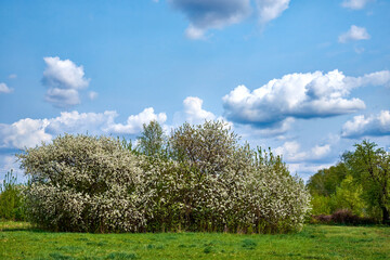 Fototapeta na wymiar In a picturesque spring landscape, a group of trees in full bloom stretches their branches, adorned with white flowers, under a clear blue sky embellished with fluffy white clouds.