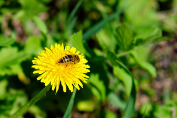 A bee is seen busily pollinating a yellow dandelion in a lush green field.