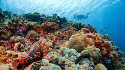 A SCUBA Diver swims over a colourful coral reef