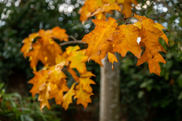 Autumn (fall) scene in England with colorful yellow leaves on a tree.