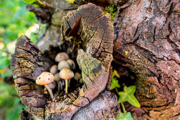 Pilze in einem Astloch