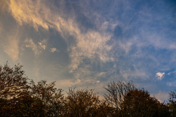 Evening cloudscape with trees. White high-level cirrus clouds with yellow tint against a blue sky. Landscape orientation.