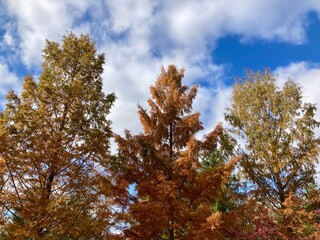 autumn dawn redwood trees in the forest