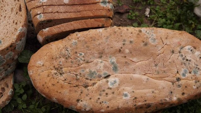 bread is covered with mold