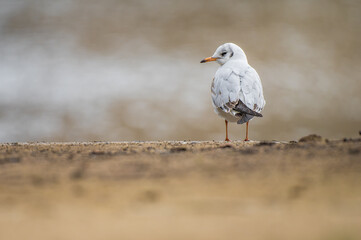 Close-up of black-headed gull perching on stone shore
