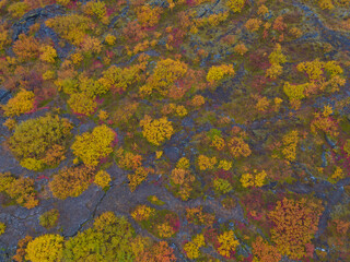 Aerial view of yellow maple leaves or fall foliage with branches in colorful autumn season in Iceland. Fall trees. Nature landscape background. Top view.