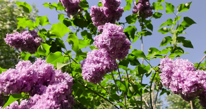 lilac trees during spring flowering , lilac flowers during flowering in spring park