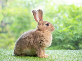 Brown cute rabbit sitting on grass with green nature background. Lovely action of young rabbit.