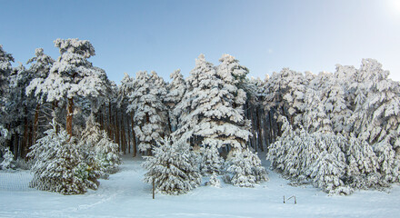 Photography of snowy forest in winter. cold mountain scene