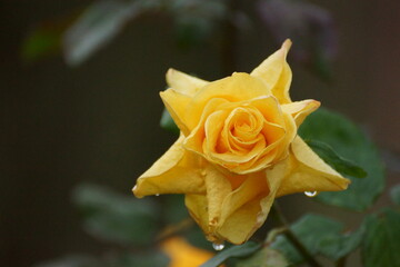 Orange rose in autumn on a city street