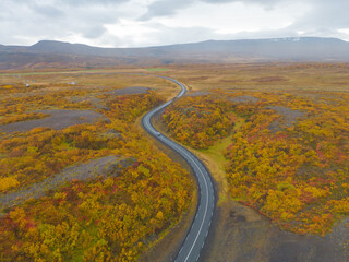 Aerial view of road with yellow maple leaves or fall foliage with branches in colorful autumn season in Iceland. Fall trees. Nature landscape background. Top view.