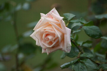 White rose with a pink tint