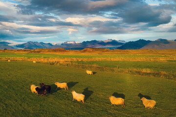 Aerial top view of sheeps with mountains in Iceland islands in the summer season, Europe hills, nature landscape. Animals.