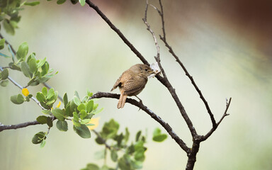 Chercán Troglodytes aedon