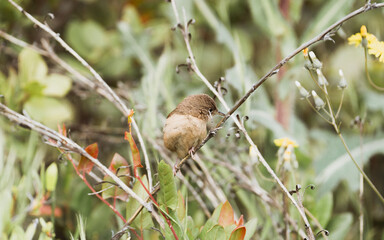 Chercán Troglodytes aedon