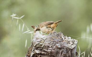 Chercán Troglodytes aedon