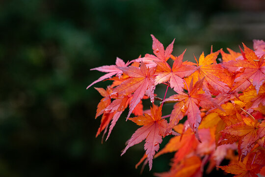 Japanese Garden, Lithia Park