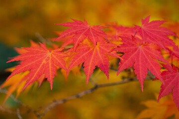 Fall Colors 2