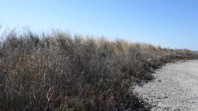 A section of dry steppe with heavily saline soils. Saltwort; Russian thistle (Salsola spp.) and cereals grow on high ground between salty reservoirs. Wind shakes grass. Northern Black Sea region