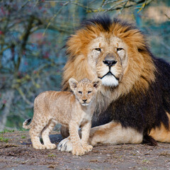 Naklejka premium Group of lions , portrait of lion