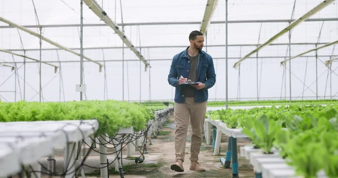Man, clipboard and checking of plants in greenhouse for harvest, inspection or health of vegetables. Male farmer, manager or worker for document in quality assurance for future growth in agribusiness